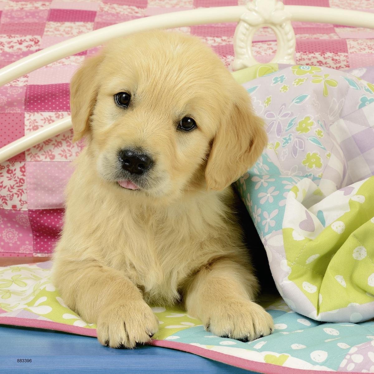 Ravensburger Puzzel Knuffelhondjes 3X49 Stukjes