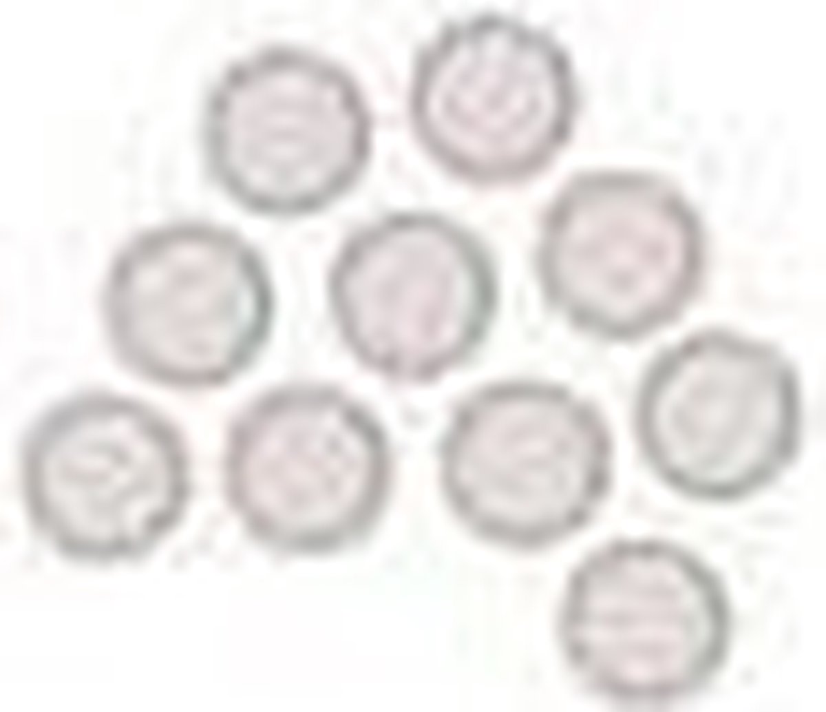 NOBO Glasbord Magneten diam. 32mm