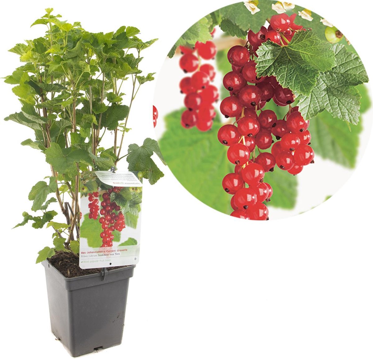 Fruithof Rode Aalbes Ribes Rubrum Jonkheer v.Tets P18cm