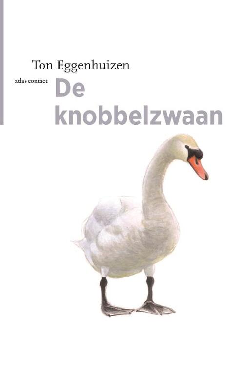 De knobbelzwaan