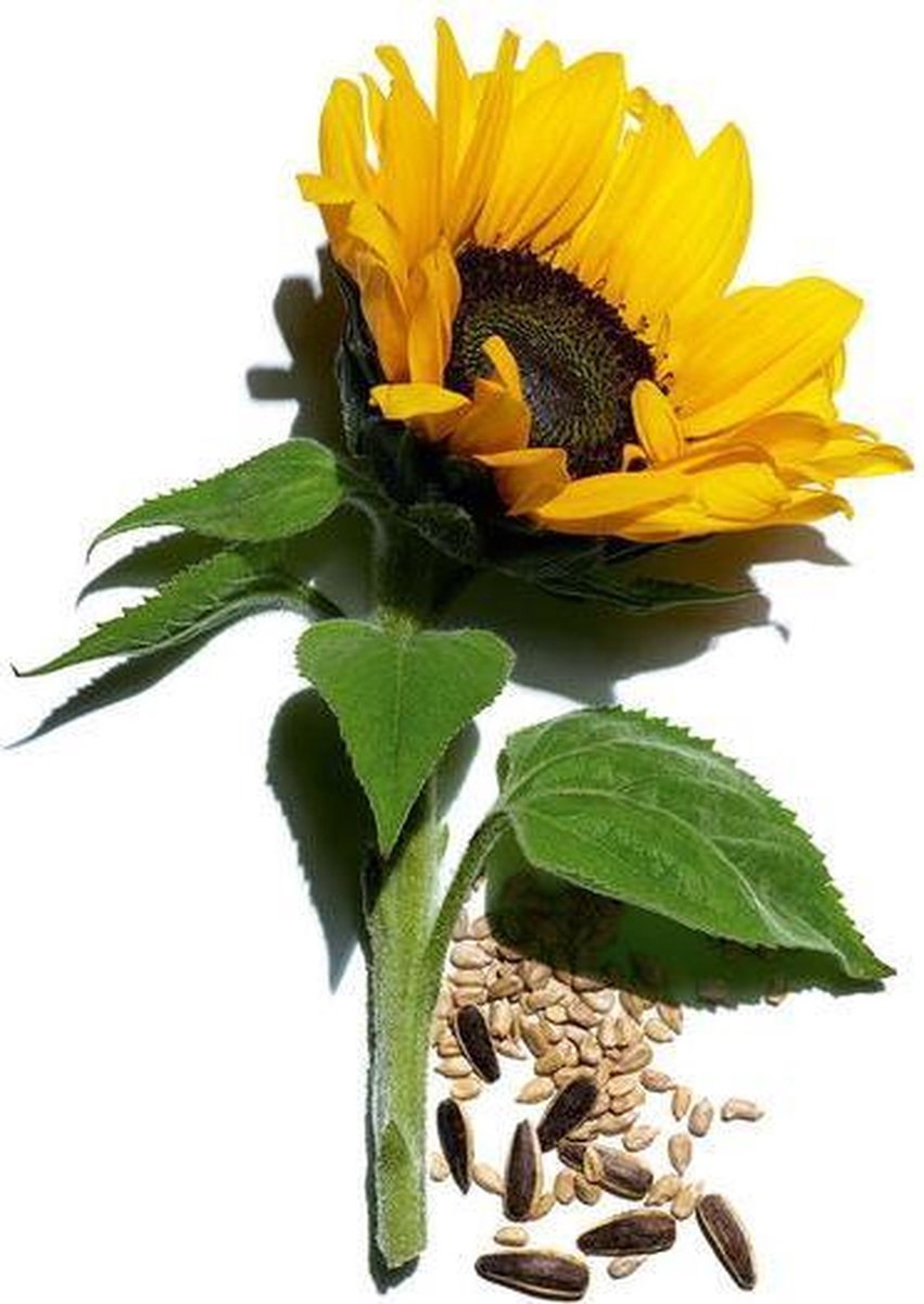 Clarins Extra Firming Cou Decollete - Extra Firming Cou Decollete Youthful Lift Neck And Decollete Care