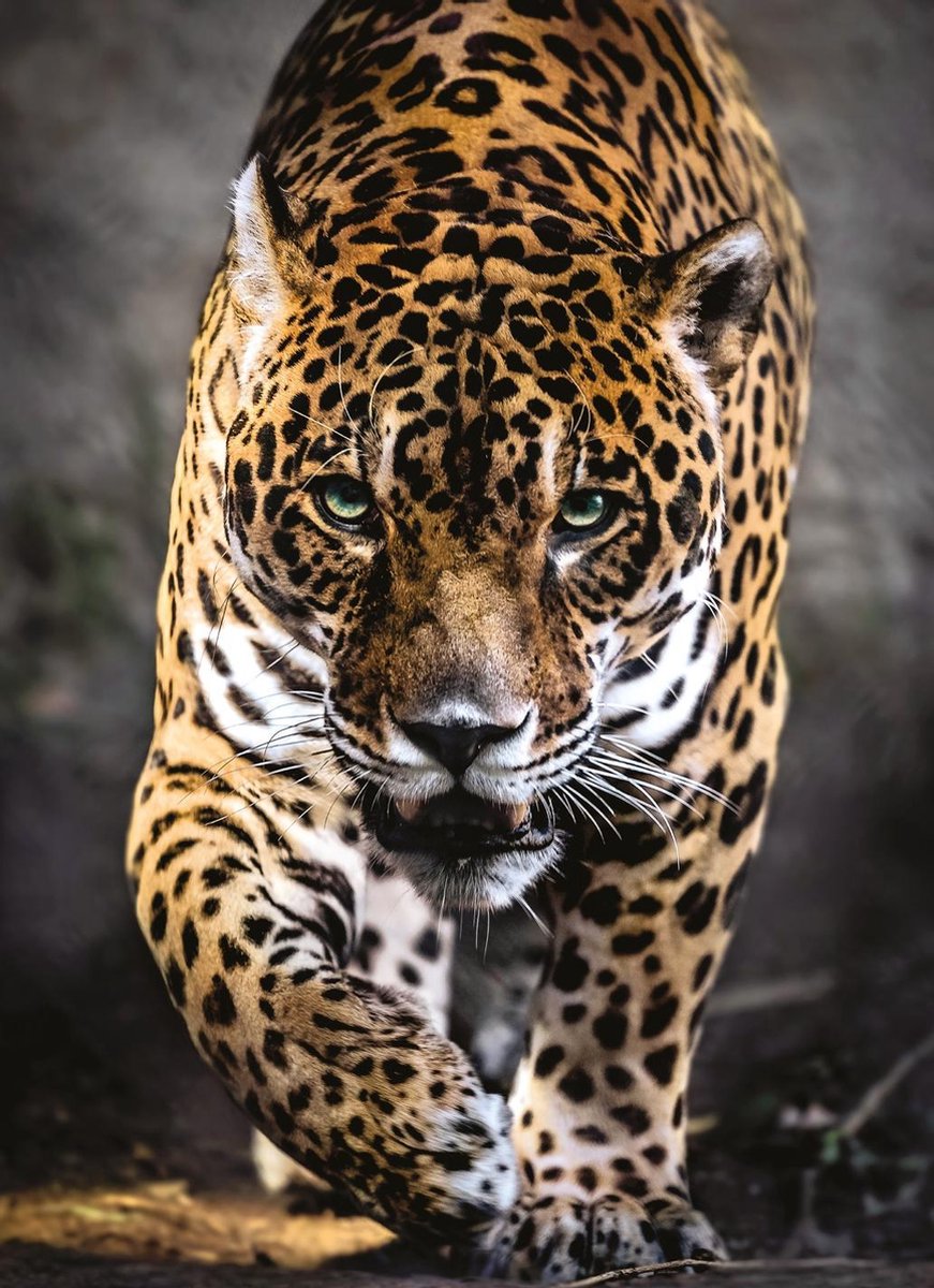 Clementoni Legpuzzel Walk Of The Jaguar 1000 Stukjes