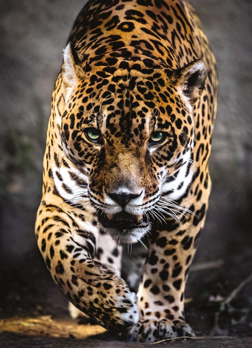 Clementoni Legpuzzel Walk Of The Jaguar 1000 Stukjes
