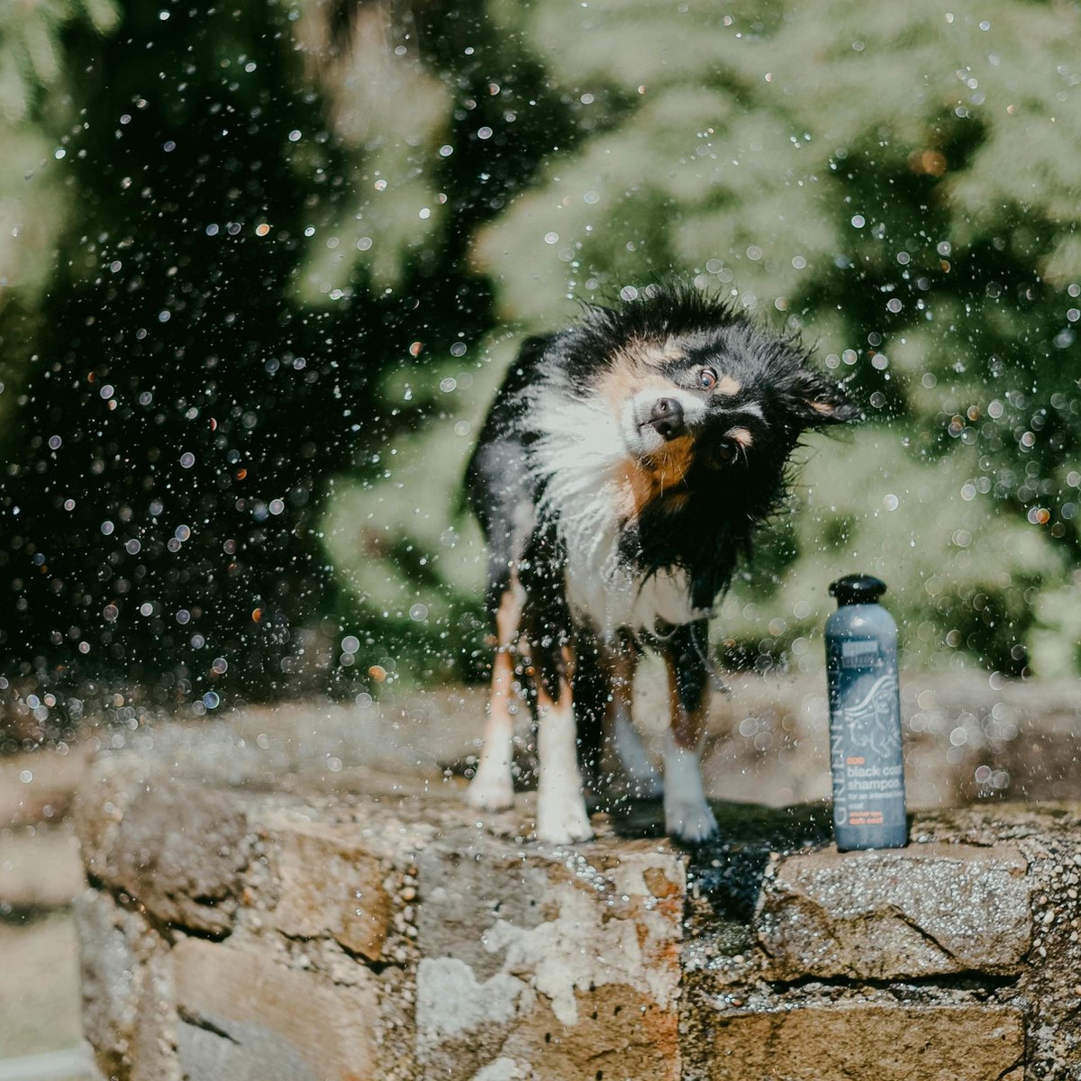 Greenfields Hondenshampoo Black Coat