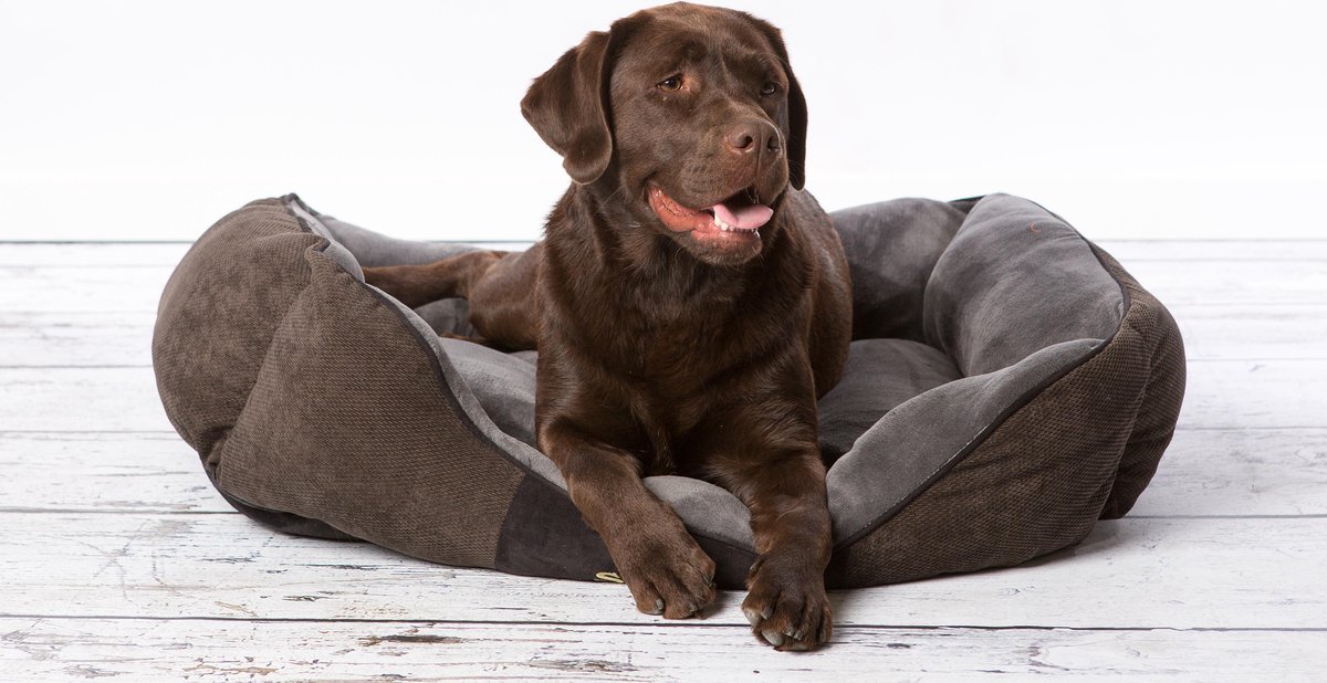 Scruffs & Tramps Hondenmand Chester Chocolate - Bruin