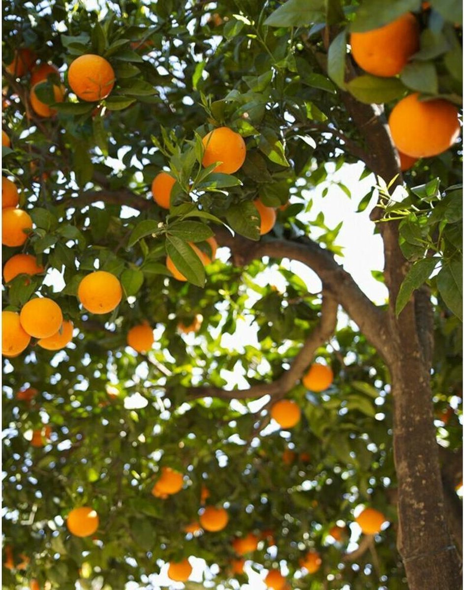 Marcels Green Soap Afwasmiddel Sinaasappel & Jasmijn