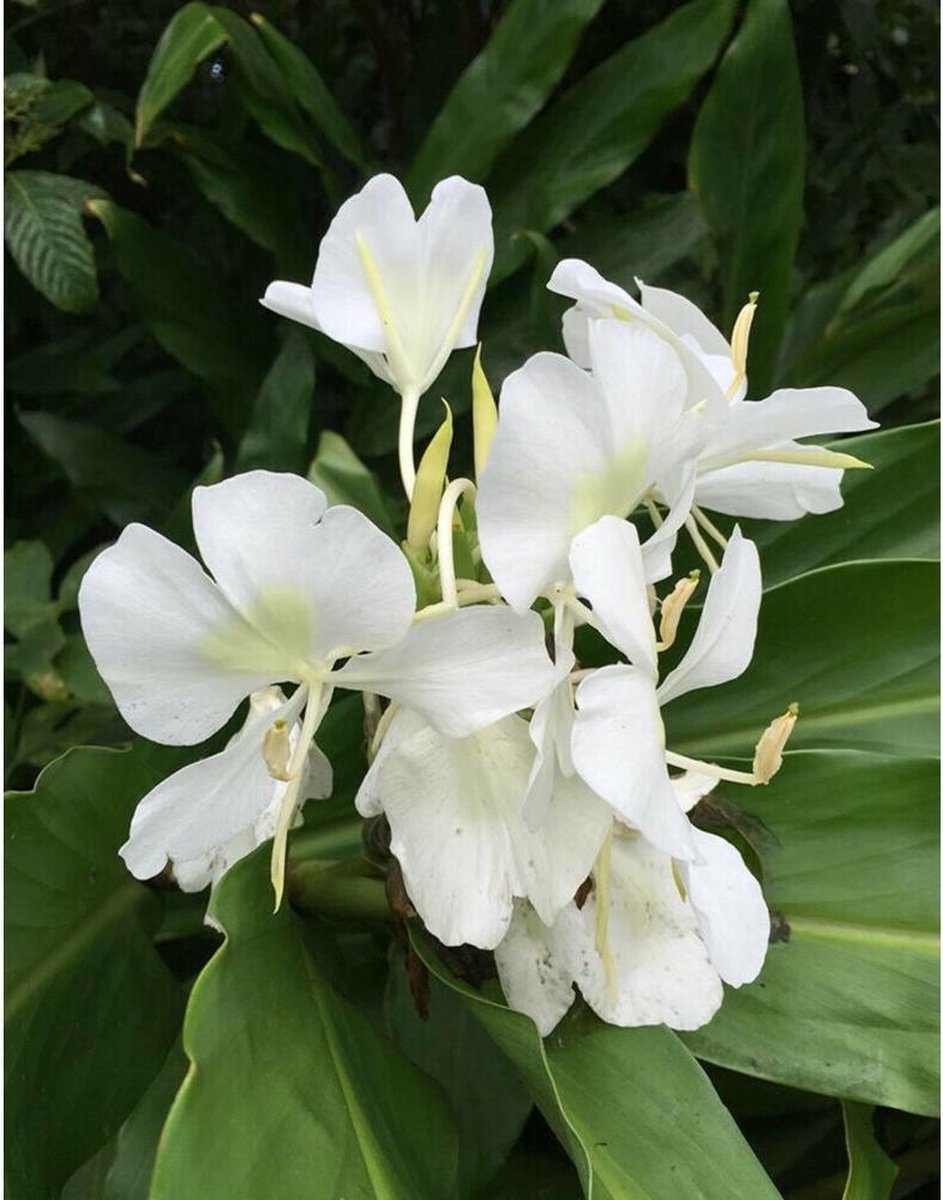 Marcels Green Soap Afwasmiddel Sinaasappel & Jasmijn