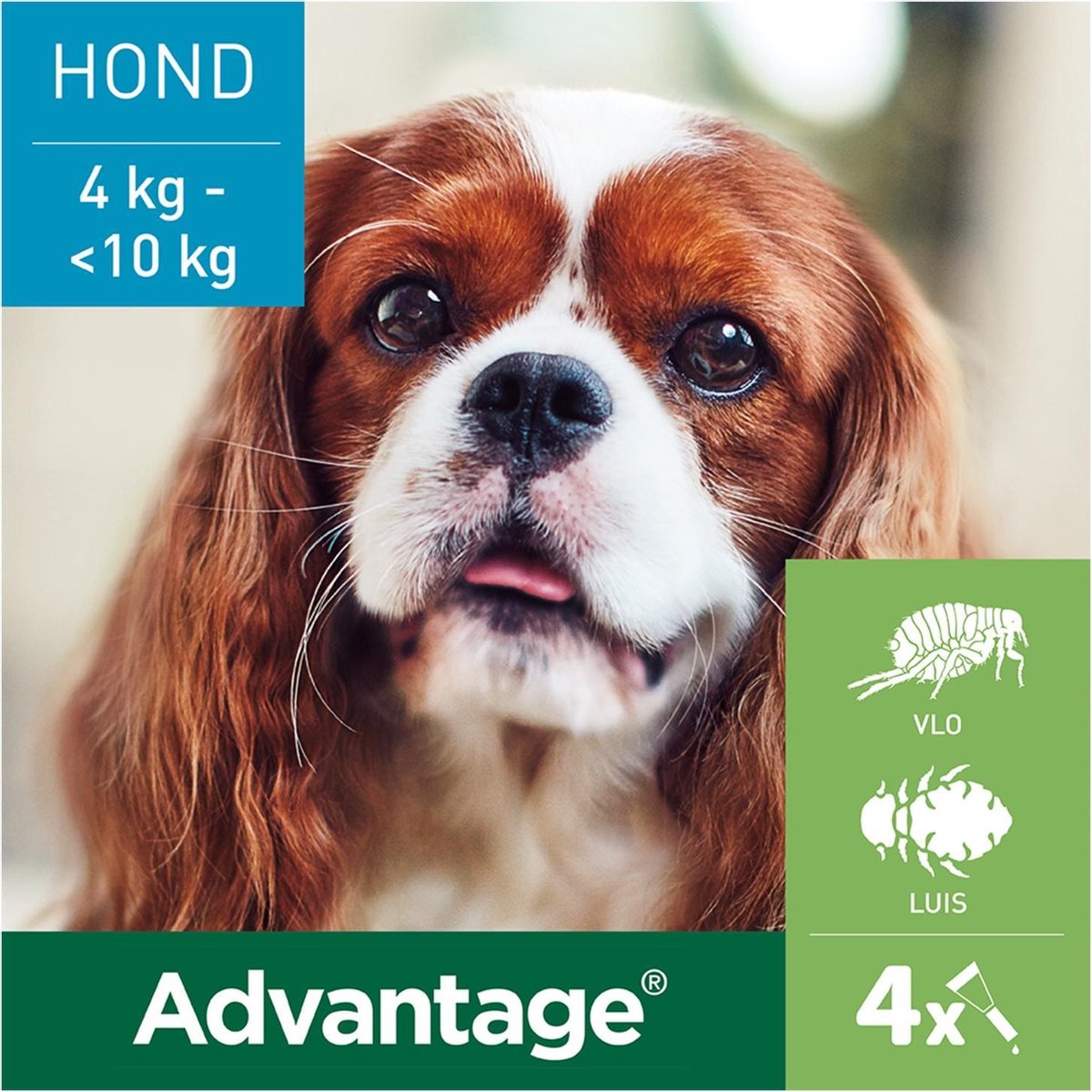 Advantage 100 Hond 4 tot 10kg