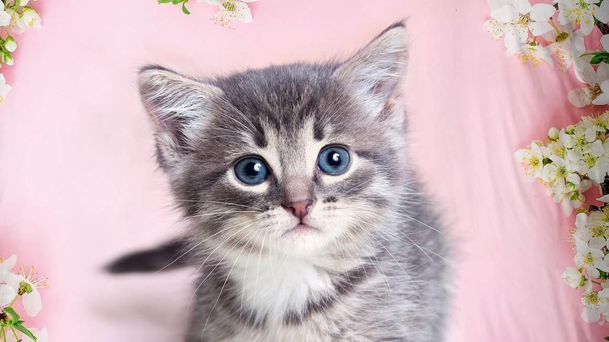 Good Morning dekbedovertrek Pussycat junior 140 x 220 cm katoen - Roze