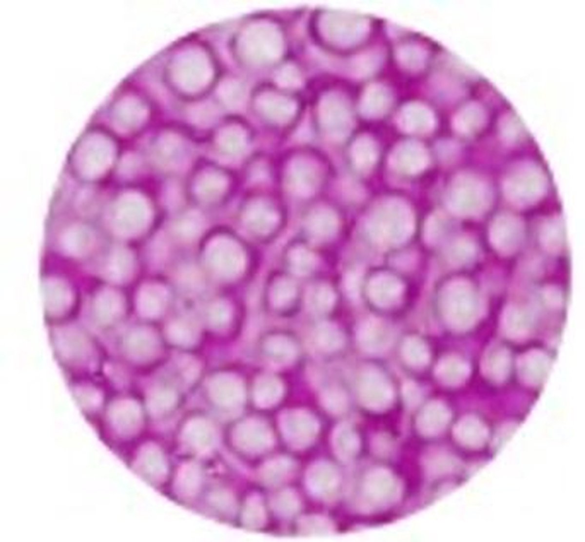 Foam Clay 560 gram - Paars