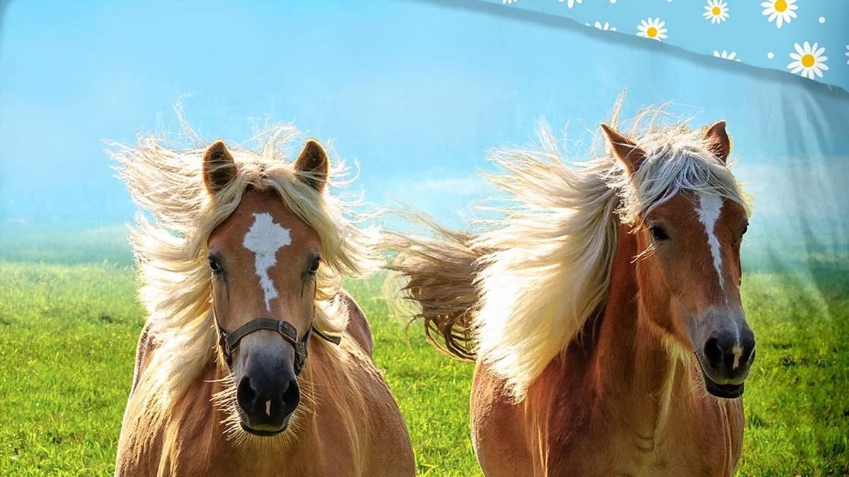 Good Morning dekbedovertrek Horses 140 x 220 cm katoen blauw