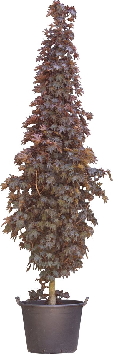 Warentuin Natuurlijk bladige beuk laagstam Fagus syl. Atropunicea h 450 cm st. omtrek 16 cm - Rood