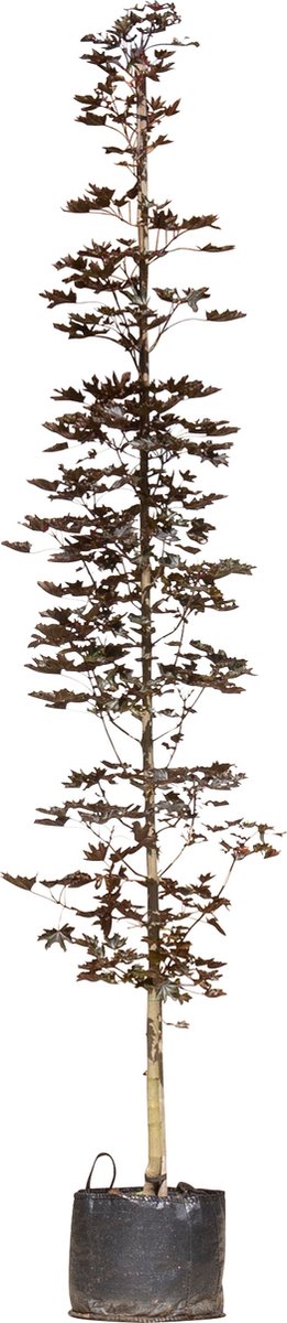 Warentuin Natuurlijk bladige beuk laagstam Fagus syl. Atropunicea h 350 cm st. omtrek 12 cm - Rood