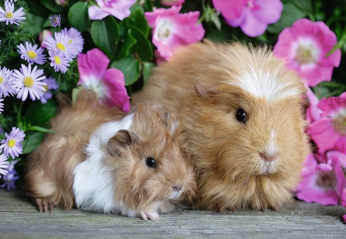 Ravensburger Puzzel Knuffeltijd Konijn 2x12 Stukjes