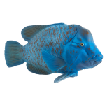 Mojo Sealife -e Groper 387356 - Blauw