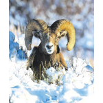 Star Remedies Bighorn Sheep-schaap Anim