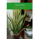 Sansevieria