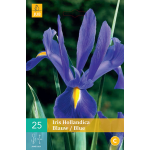 JUB Iris Hollandica Bol - 25 stuks - Blauw