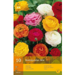 JUB Ranonkel/Ranunculus Mix Bol - 10 stuks