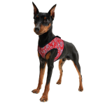 Aqua Coolkeeper Cooling Comfy Harnass Red Western