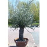 Warentuin Natuurlijk Olijfboom Olea stamhoogte 80 cm en boomhoogte 200 cm Dikke oude Stam - Groen