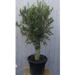 Warentuin Natuurlijk Olijfboom Olea stamhoogte 50 cm en boomhoogte 150 cm Redelijk Dikke Stam - Groen