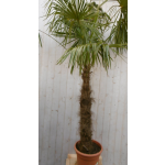 Warentuin Natuurlijk Winterharde Palmboom stamhoogte 150 cm en hoogte 300 cm - Groen