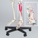 Tectake - Model Menselijk Skelet + Spier-markering Op Staander 401755