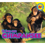 Chimpansee