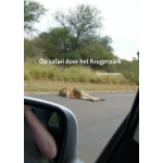 Op safari door het Krugerpark