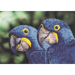 Diamond Dotz Blue Hyacinth Macaws 52x37 cm