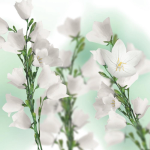 Kneipp Bodycreme Patchouli 200ml